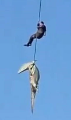 మొసలి