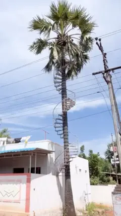 پام کا درخت