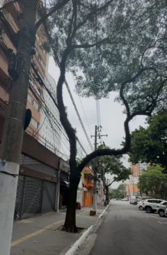 Árvore em calçada com dois grandes galhos com fiação elétrica entre eles; um dos galhos pende na direção do asfalto.