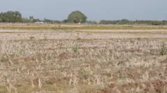 காவிரி டெல்டா விவசாயம், மேட்டூர் அணை 