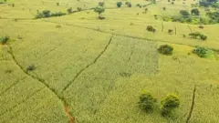 Masii qamadii