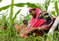 જાડાધાનની ખેતી 