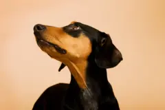 Siyah kahverengi bir köpek