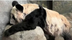 Seekor panda bernama Ya Ya, dalam foto yang diambil 2020, memiliki kondisi yang membuat bulunya menipis dan rontok, kata Kebun Binatang Memphis