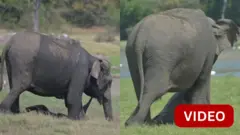 யானை