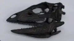 లండన్ మ్యూజియం, డైనోసార్లు, ఎనిగ్మాకర్సర్