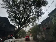 Árvore de grande porte inclinada na direção da via em São Paulo.