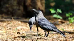 ঢাকায় তাপপ্রবাহের সময় কাক পানি পান করছে