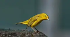 Alexander Wilson'ın ismiyle anılan bülbül