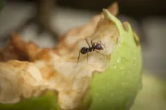 Gondaa Apple irra teessu