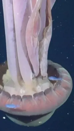 قنديل شبح عملاق في أعماق المحيط 