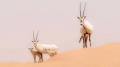 Santuario del Órix de Arabia