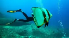 ਸਮੁੰਦਰੀ ਜੀਵਨ