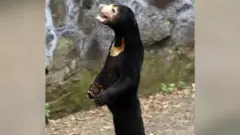 ریچھ