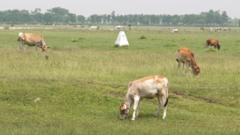 भारत-बाङ्ग्लादेश गाईगोरु तस्करी र नेपाल