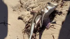 南オーストラリア州ポート・ヴィンセントの海岸で見つかったポートジャクソンネコザメの死骸