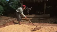 တရုတ်ပြည်ကို ဦးတည်သွားမယ့် ပြောင်းစေ့တွေကို ခြောက်သွေ့အောင် နေပြနေတဲ့ ချောက်မြို့နယ်က တောင်သူတစ်ဦး(ပုံဟောင်း) 