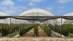 Fileiras de amoreiras em uma estufa