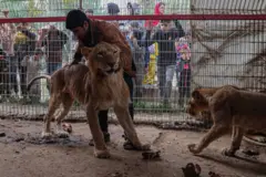 صاحب حديقة الحيوان الوحيدة في رفح يخشى فقدان الحيوانات نتيجة نقص الغذاء