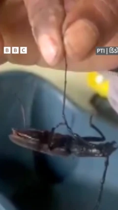 કીડાનો હાર