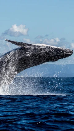 બીબીસી ગુજરાતી