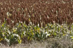 Plantação de sorgo