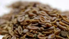 બીબીસી ગુજરાતી