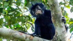 The image shows a newly discovered species of monkey looking down towards the camera from the branch of a leafy tree, in the forests of the Democratic Republic of Congo. The monkey has black fur and a black face with particularly striking pinkish-orange lips. 