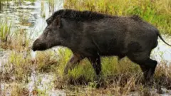 పొలాల్లోకి అడవి పందులు