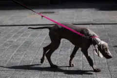 Cachorro caminhando, levado por uma coleira