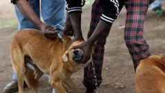 Dog wey dey collect rabies vaccination for Africa