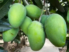 કેરીના ઉત્પાદનમાં ભારત પ્રથમ ક્રમે આવે છે.