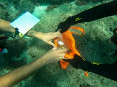 MERSIN, TURKEY - JULY 24: Volunteer divers conduct an underwater cleaning at Silifke district of Mersin, Turkey on July 24, 2021. Divers want to clean all threatening items including ghost nets and various plastic waste and metal items from se