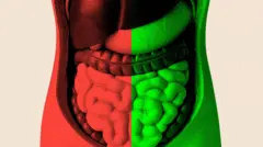 creva, sistem za varenje, digestivni trakt