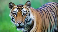 நேபாளம், புலி
