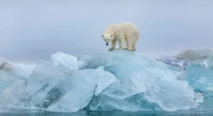 صورة تظهر دباً قطبياً جنوبياً يقف فوق جبال من الجليد.