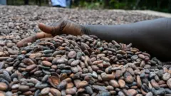 مزرعه کاکائو در ساحل عاج