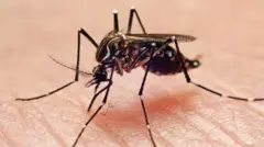 Aedes aegypti pousado na pelebetnacional calguém