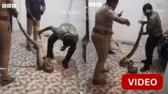 மலைப்பாம்பு