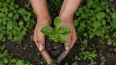 නැවත වන වගාව, භුමි අලංකරණය, පස සෝදා යෑම වළක්වා ගැනීම වැනි විවිධ අරමුණු සහිතව රුක් රෝපණය සිදුවේ.