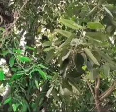 MaduraiTree