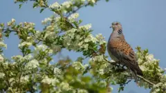 BEN ANDREW/RSPB