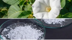 ஸ்கோபோலமைன்