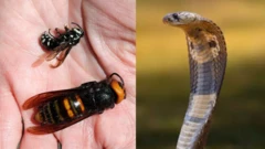 બીબીસી ગુજરાતી, ગુજરાત, બીબીસી, અમદાવાદ, સાપ, 