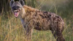 KAROTA say hyena no be sheep or goat and no suppose dey inside keke