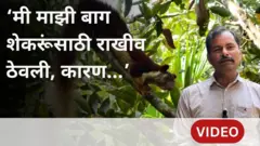 शेकरू