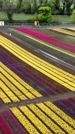  தொண்டு பணிகளுக்காக நிதி திரட்ட திறக்கப்பட்ட பிரபல துலிப் பண்ணை