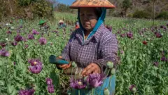 ရှမ်းပြည်နယ်မှာ ၂၀၂၅ ခုနှစ်တုန်းက ဘိန်းစေးခြစ်နေတဲ့အမျိုးသမီးစစ်ရှောင်တစ်ဦး 