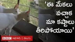 మేకలు 