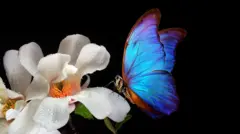 මල් කියන්නේ සොබාදහමේ ඉන්න දක්ෂම රවටන්නන් ද?